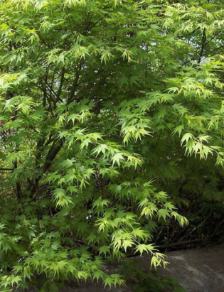 <h4>Acer palmatum</h4>