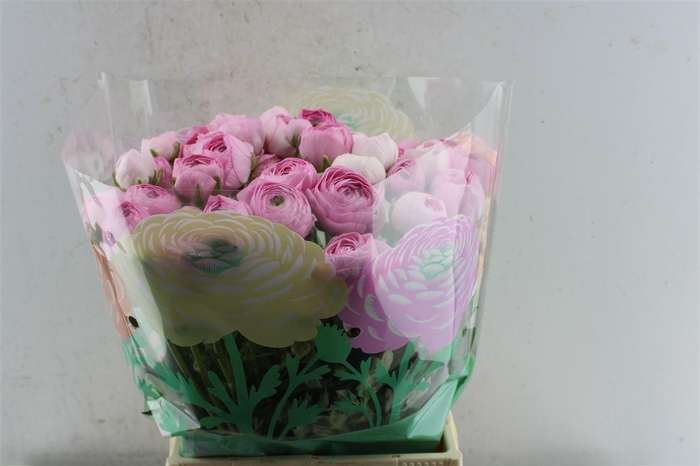 <h4>Ran Am Marshmallow</h4>