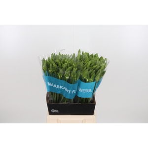 Ornithogalum T Mount Fuji