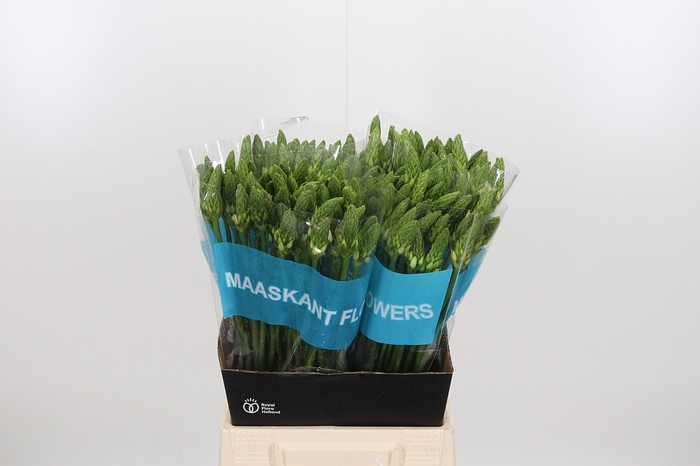 <h4>Ornithogalum T Mount Fuji</h4>