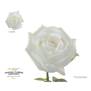 Rosa Premium Tundra