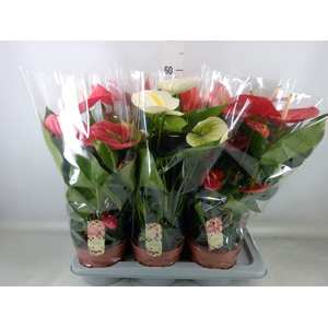Anthurium   ...mix 4