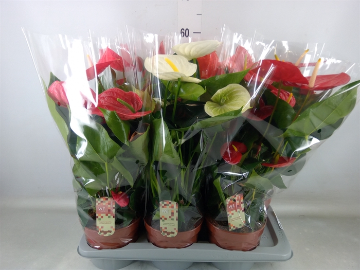 <h4>Anthurium   ...mix 4</h4>