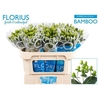 Hyp Coco Bamboo Florius