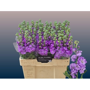 Matth Figaro Lavende