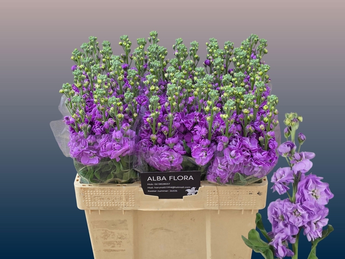 <h4>Matth Figaro Lavende</h4>