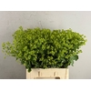 ALCHEM MOLLIS ROBUSTICA