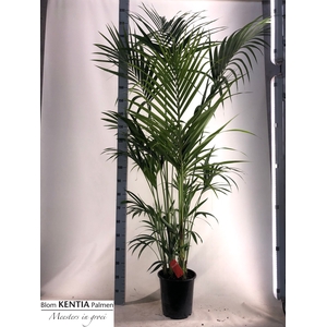 HOWEA FORSTERIANA
