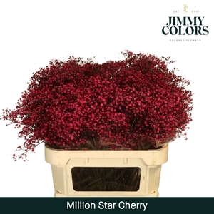 Gyps Million Star L80 Cherry roze