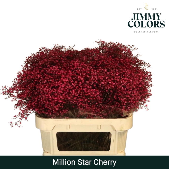 <h4>Gyps Million Star L80 Cherry roze</h4>