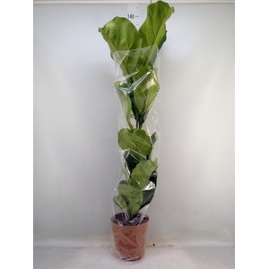 Ficus lyrata