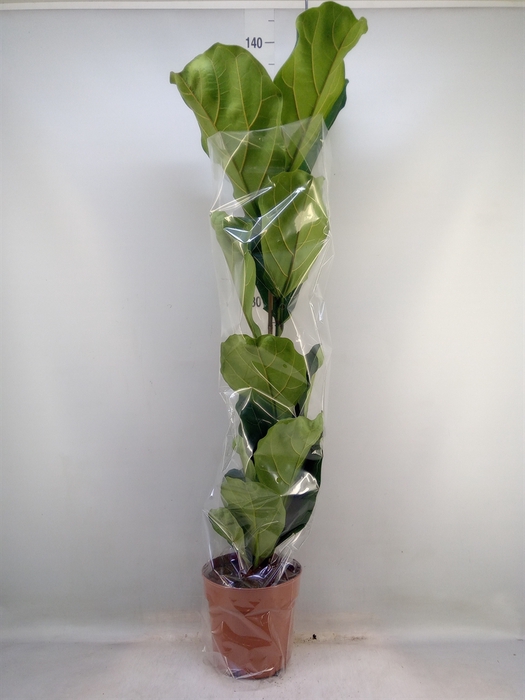 <h4>Ficus lyrata</h4>