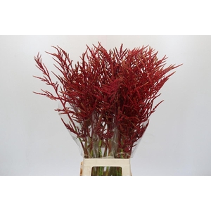 Bromelia Red Paloma