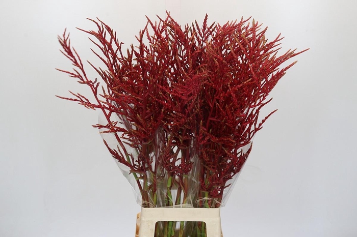 Bromelia Red Paloma