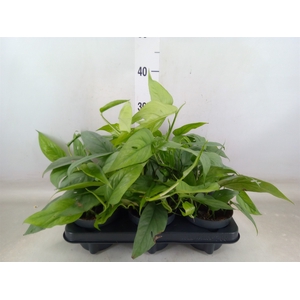 Epipremnum pinn. 'Cebu Blue'