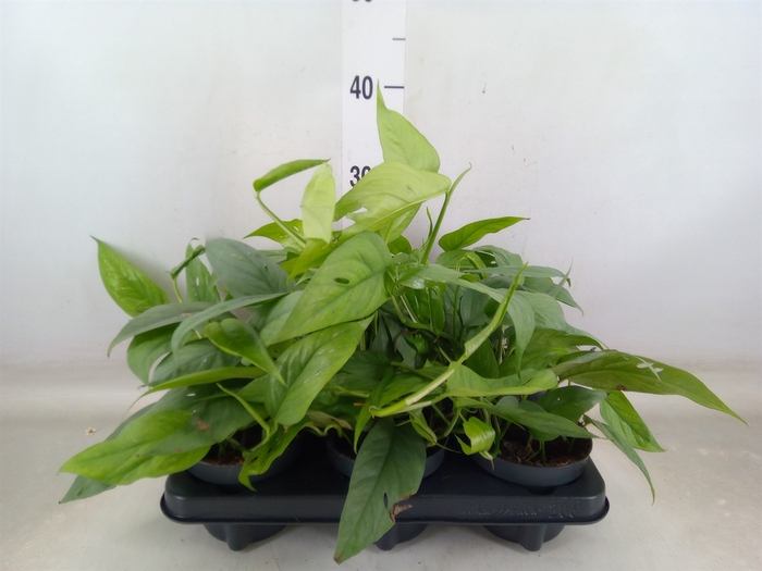 <h4>Epipremnum pinn. 'Cebu Blue'</h4>