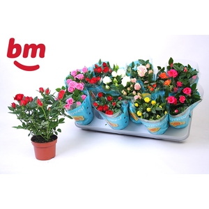 RO B MONDE GEM 7 SRT