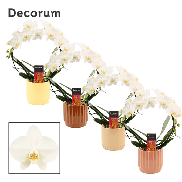<h4>Phalaenopsis boog wit in Liam (Coffee blend-collection)</h4>