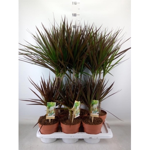 Dracaena   ...mix