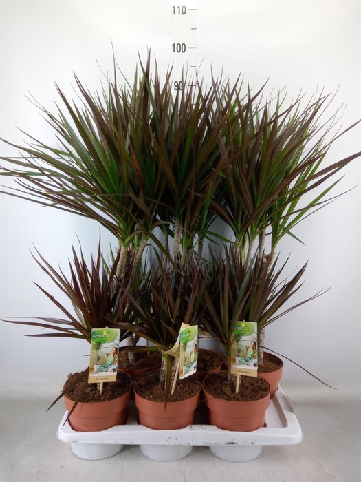 <h4>Dracaena   ...mix</h4>