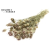 Nigella per bunch Natural