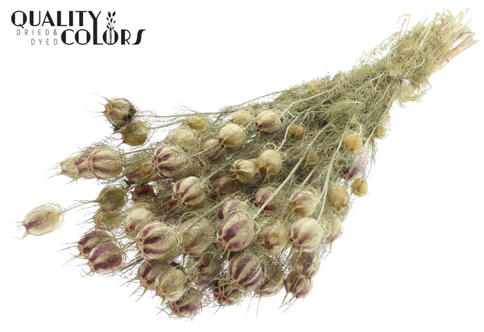 Nigella per bunch Natural