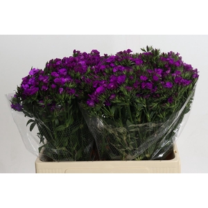 DI BARB AM NEON PURP