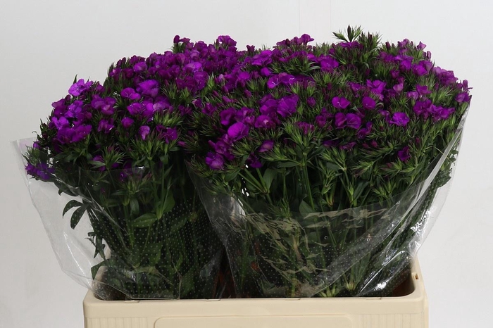 <h4>DI BARB AM NEON PURP</h4>