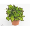 Begonia rex Jive