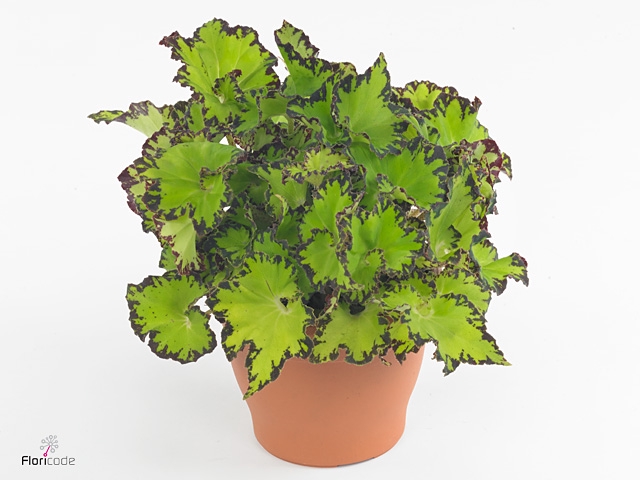 Begonia rex Jive