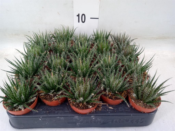 <h4>Haworthia   ...</h4>