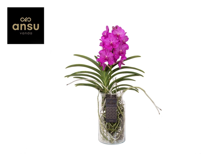 <h4>Vanda Bose XL Pink/Cerise/Fuchsia</h4>