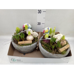 Arr.   Bol/Knolgewas L%