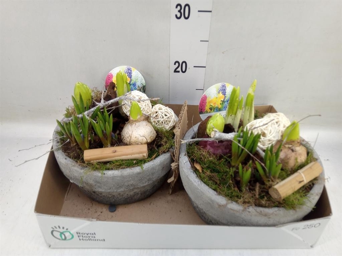 <h4>Arr. Bol/Knolgewas L%</h4>