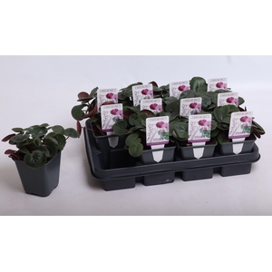 Cyclamen coum white 9 cm