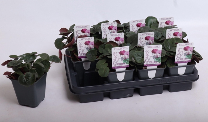 <h4>Cyclamen coum white 9 cm</h4>