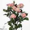 Rosa spray reflex