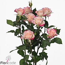 Rosa spray reflex