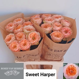 R GR SWEET HARPER!