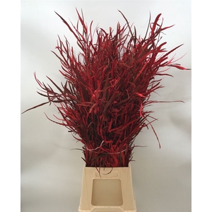 Grevillea Col Red