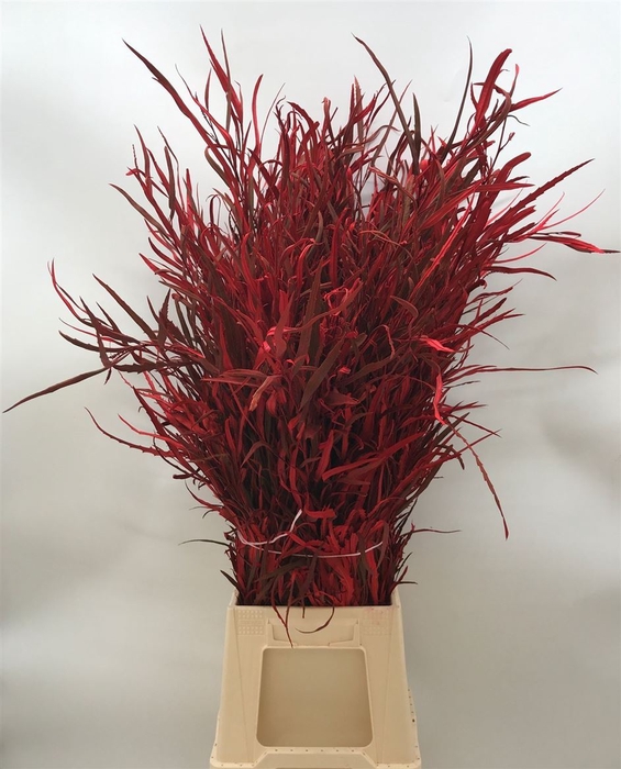 <h4>Grevillea Col Red</h4>