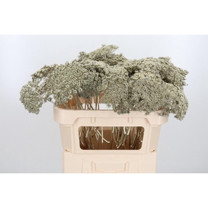 Ammi Zaad Kl Bh Platina