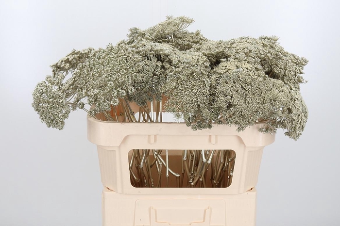 <h4>Ammi Zaad Kl Bh Platina</h4>