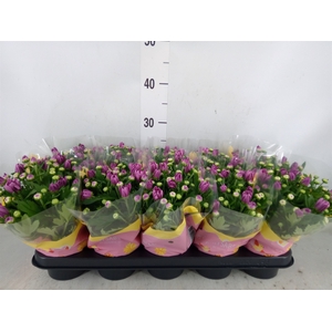 Chrysanthemum  'Dynamic'
