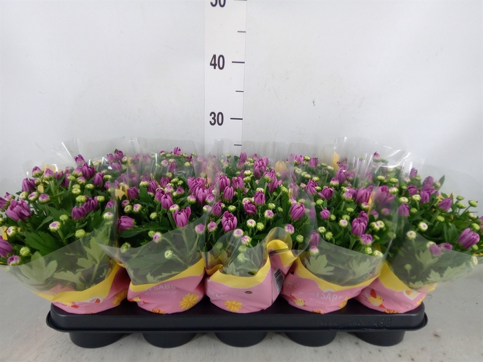 <h4>Chrysanthemum  'Dynamic'</h4>