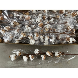 DF Katoen Gossypium Wit 10 Bol