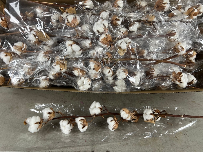 <h4>DF Katoen Gossypium Wit 10 Bol</h4>