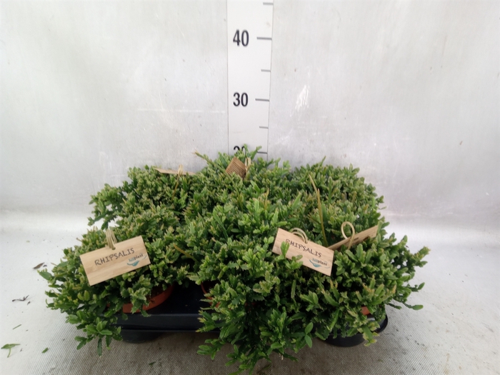 <h4>Rhipsalis ewaldiana</h4>