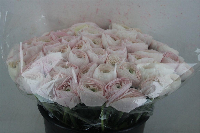 <h4>Ran Cloni Ex Hanoi</h4>