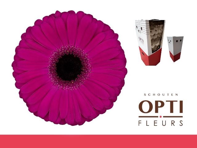 <h4>Gerbera Aladin</h4>
